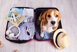 愛犬と泊まれるプランが「フォーポイントバイシェラトン名古屋 中部国際空港」で開始。アメニティも用意のニュースの画像