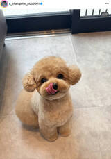 電撃婚のPerfumeあ～ちゃん、愛犬の誕生日を報告「元気にそばにいてくれてありがとう」…メンバーも祝福のニュースの画像